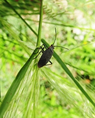 Jadera parapectoralis