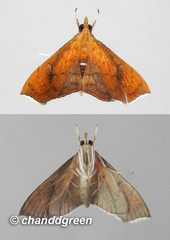 Hyalobathra micralis