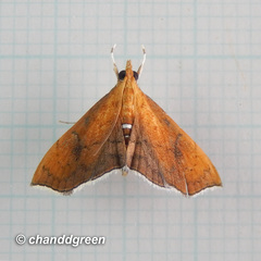 Hyalobathra micralis