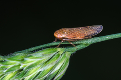 Thamnotettix exemtus