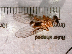 Dioctriinae