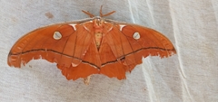 Antheraea godmani