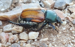 Anisoplia