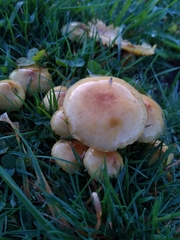 Fungi