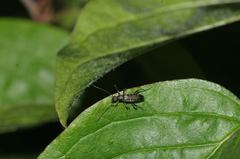 Grammoptera ruficornis