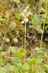 Pyrola rotundifolia maritima