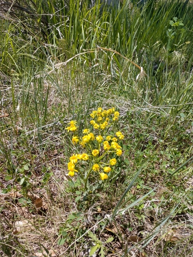 Image of Packera thurberi by (c) Eric Watts, some rights reserved (CC BY)