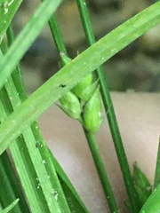Carex oligocarpa