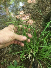Carex oligocarpa
