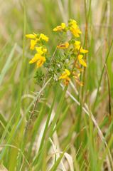 Genista anglica