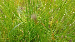 Puccinia eleocharidis