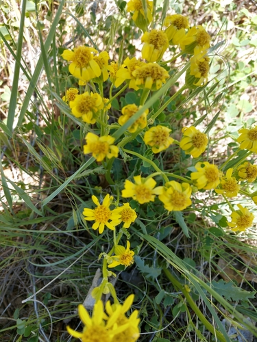 Image of Packera thurberi by (c) Eric Watts, some rights reserved (CC BY)