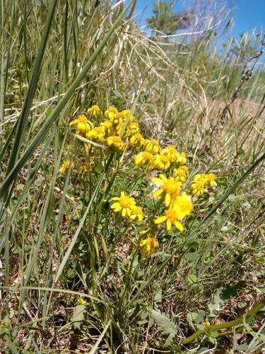 Image of Packera thurberi by (c) Eric Watts, some rights reserved (CC BY)