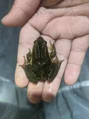 Lithobates virgatipes