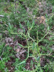 Lactuca hispida