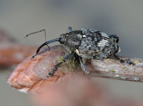Curculio villosus