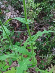 Lactuca hispida