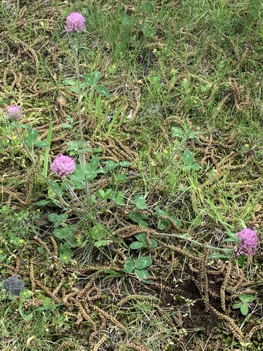 photo of Red Clover (Trifolium pratense)