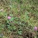 photo of Red Clover (Trifolium pratense)