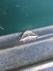 Metanema determinata