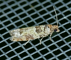 Pseudexentera knudsoni