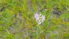 Allium canadense lavandulare