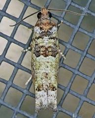 Pseudexentera knudsoni