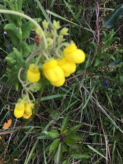 Calceolaria crenata