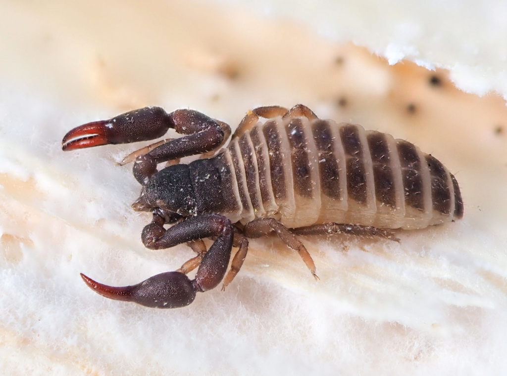 Dactylochelifer degeerii