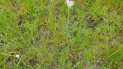 Allium canadense lavandulare