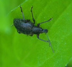 Otiorhynchus clavipes