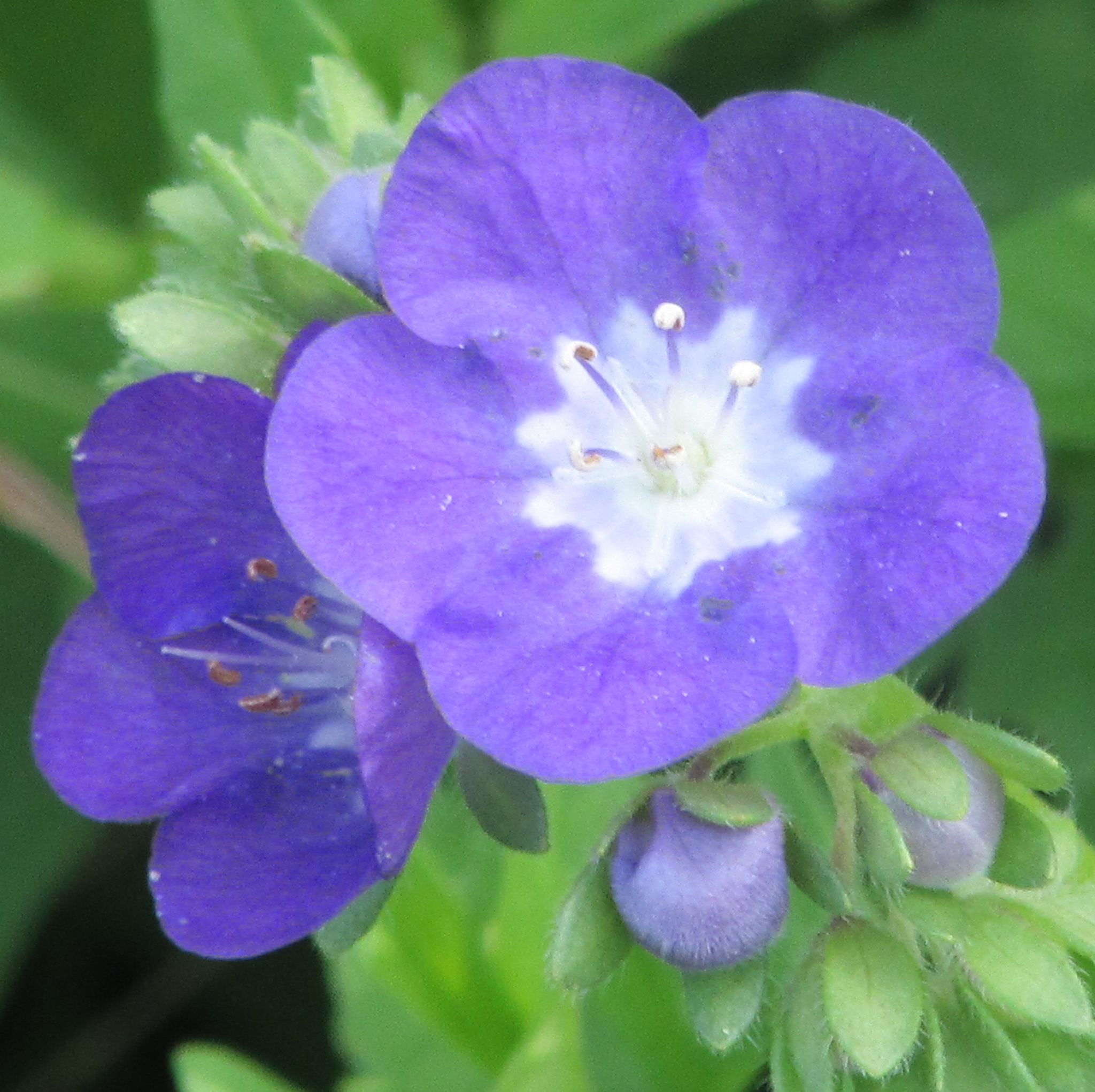 Phacelia patuliflora