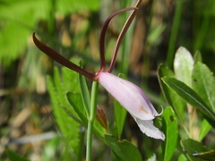 Cleistesiopsis divaricata