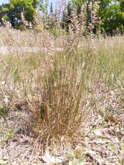 Festuca trachyphylla