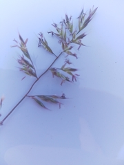 Festuca trachyphylla