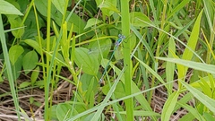 Lestes dryas