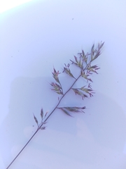 Festuca trachyphylla