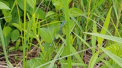 Lestes dryas