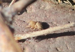 Habronattus forticulus