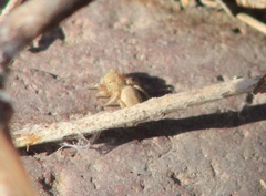 Habronattus forticulus