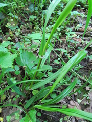 Lolium giganteum