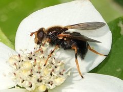 Blera armillata