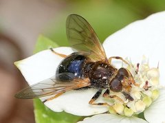 Blera armillata