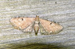 Eupithecia tenuiata