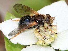 Blera armillata