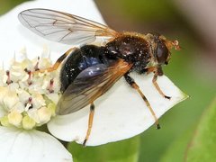 Blera armillata