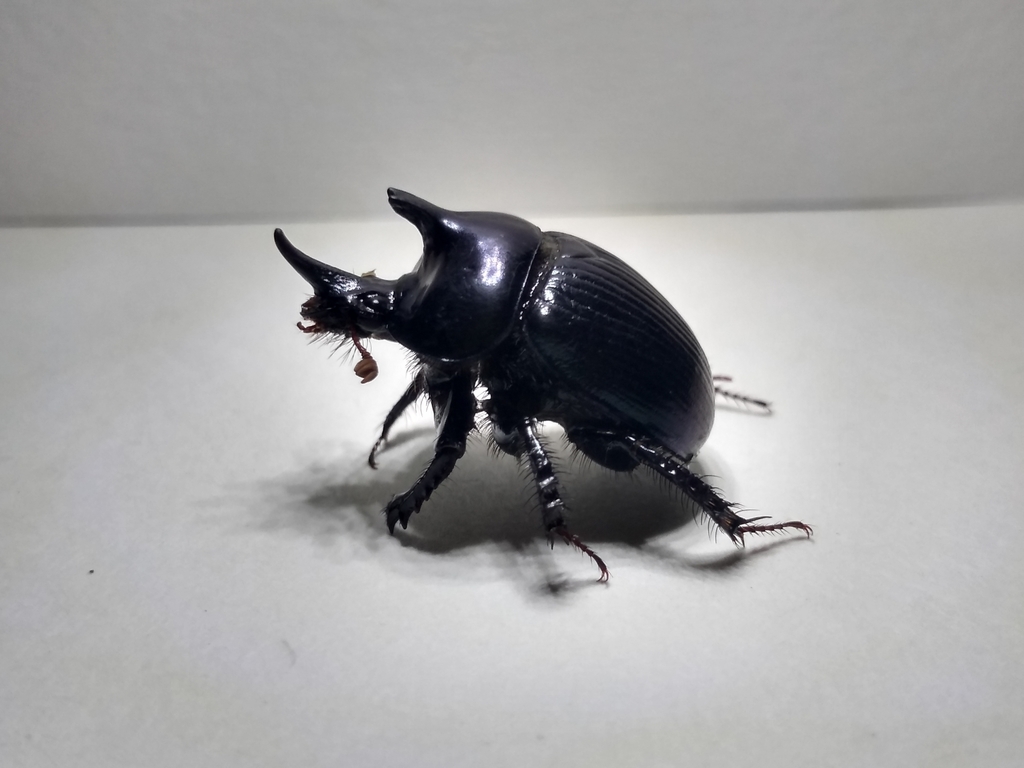 Ceratotrupes bolivari