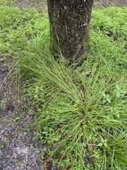 Carex festucacea