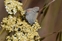 Satyrium californica