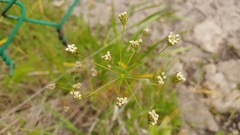 Perideridia americana